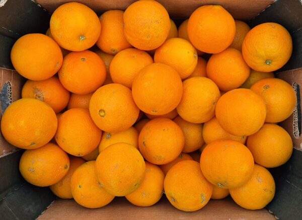 Oranges manger et presser 1kg