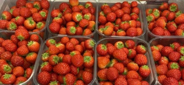 Petites Fraises à confiture colis de 4kg ->20€