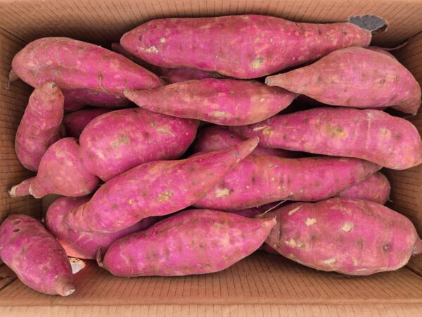 Patates douces "blanches"