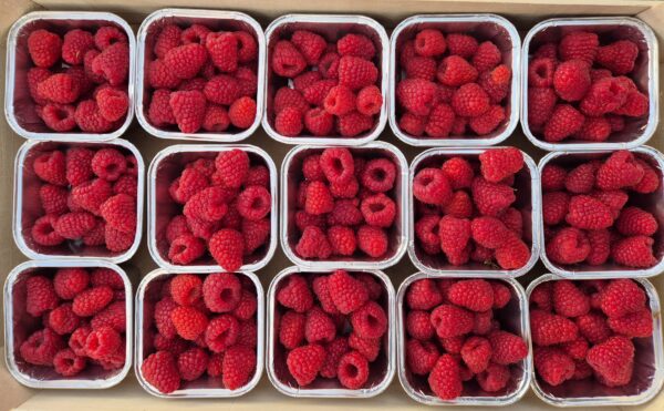 Framboise
