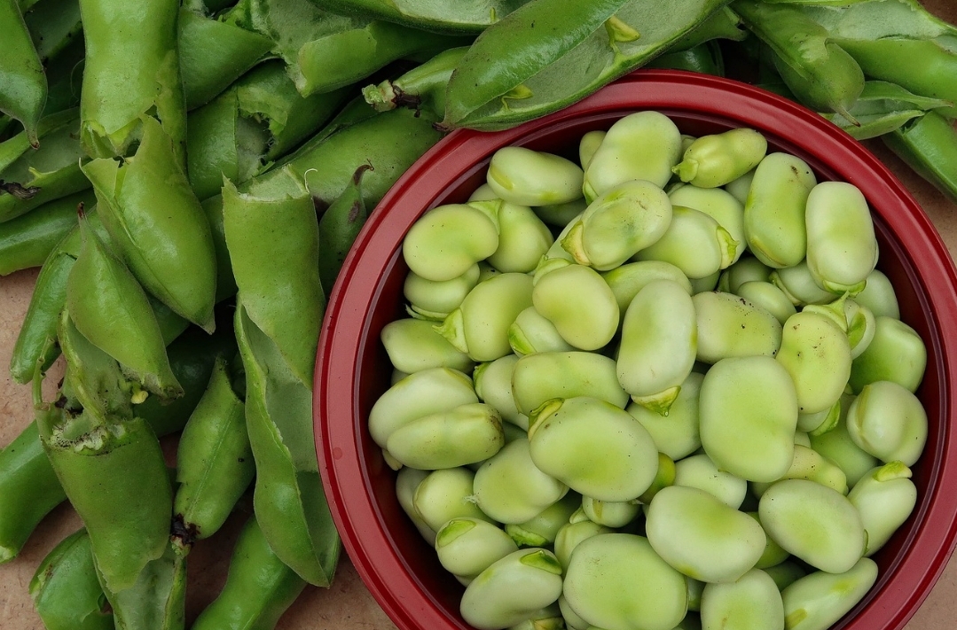 Fèves à écosser PROMO 1kg