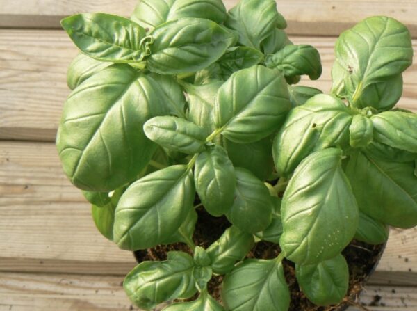 Basilic gros "bio" pot 13cm