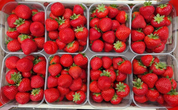 1 x  Fraises Sensation 500gr