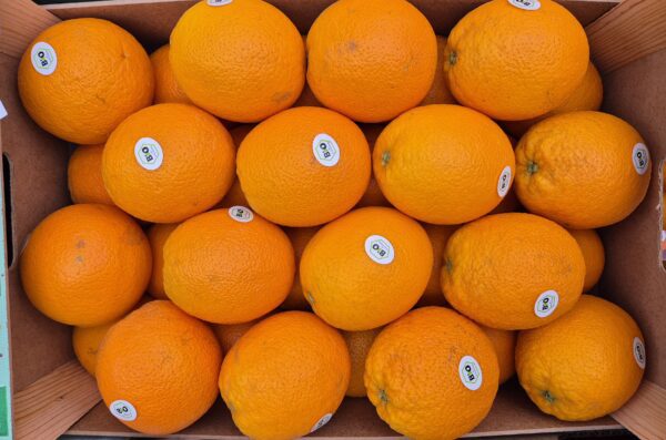1.1kg Oranges "Bio"