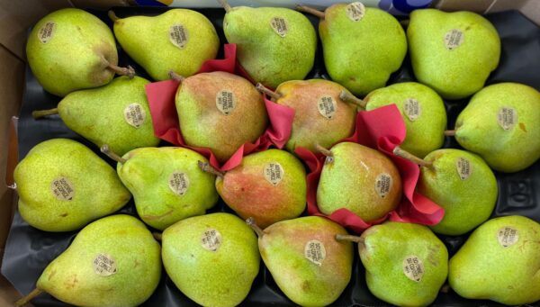 1 x Poire Comice