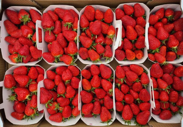 Fraises Clery 🇲🇫 500gr