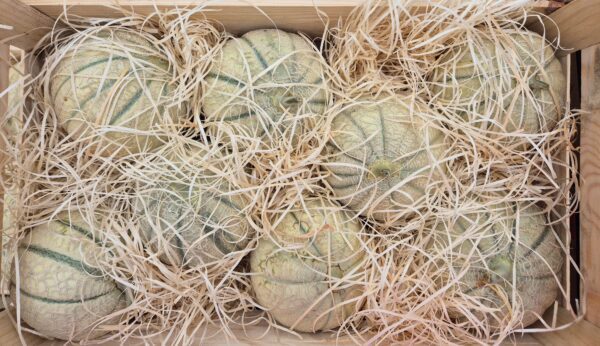 Gros Melon env 1.7kg de dimanche à jeudi