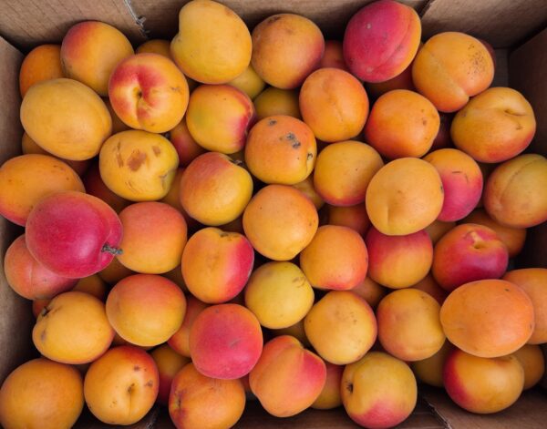 Abricots CONFITURE 🇲🇫 5kg
