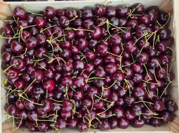 Cerises GraceStar 🇲🇫 500gr
