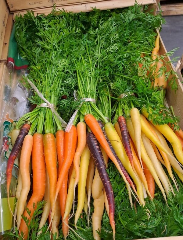 Carottes botte de couleurs