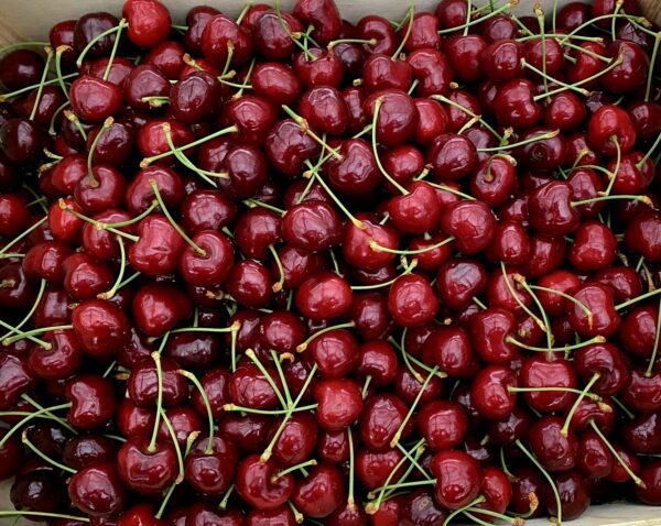 Cerises Summit 🇲🇫 500gr