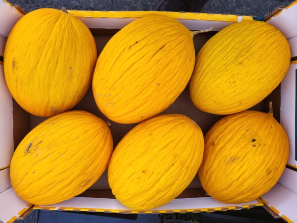Demi Melon Jaune