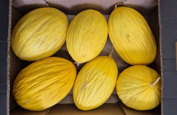 1 x Melon Jaune Bio