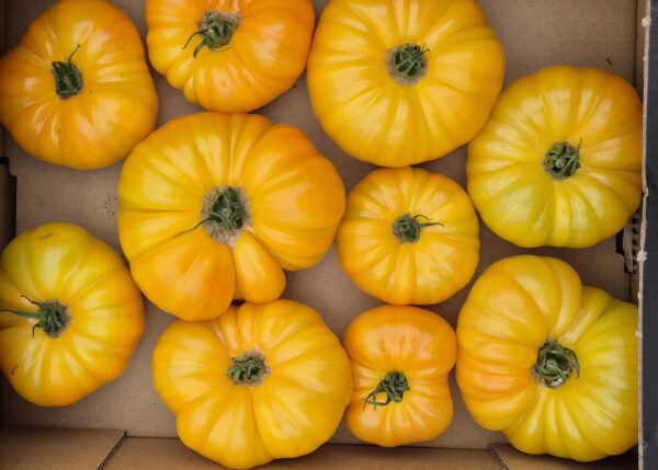 Tomate Ananas 1kg 🇲🇫
