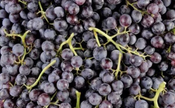 Raisins Muscat top extra 🇲🇫 500gr