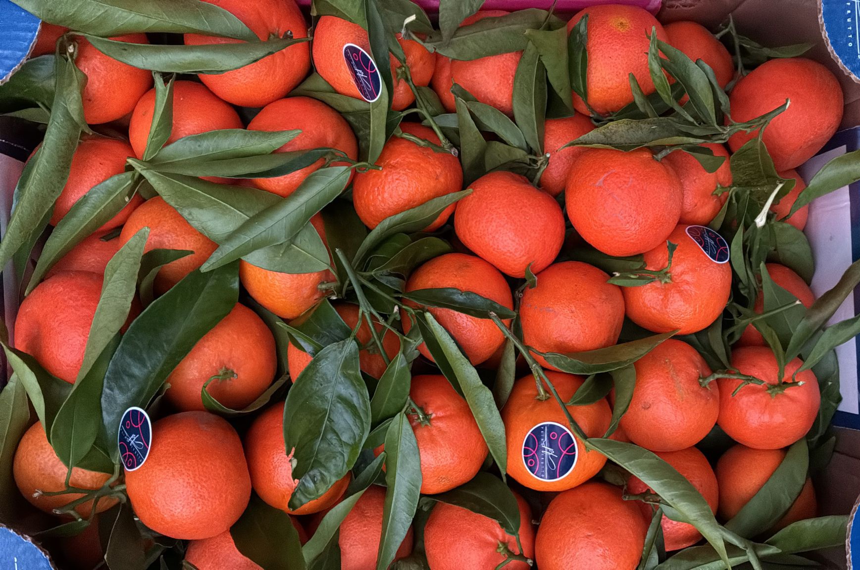 1kg ClĂ©mentines Italie đ