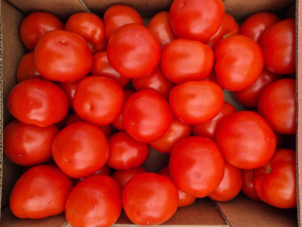 Tomates 1kg  🇲🇫