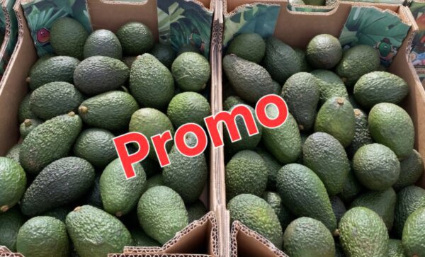 4 x petits Avocats Hass "verts"