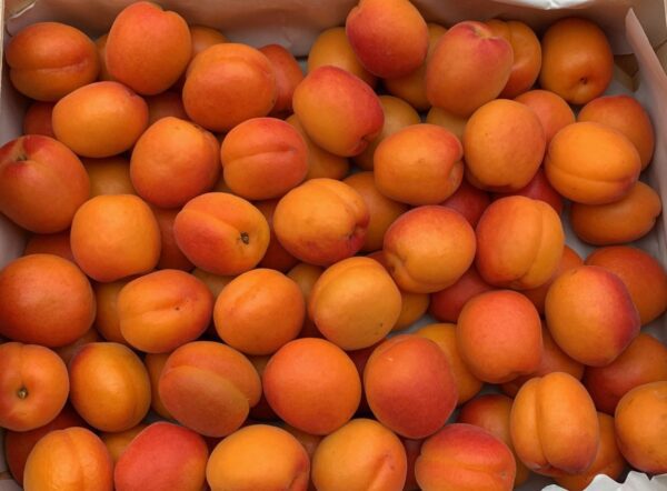Abricots Pricia 🇲🇫 1kg