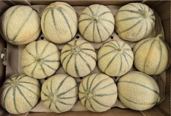 Gros Melon "Bio" de Camargue semaine prochaine