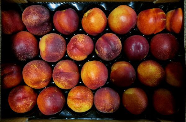1 x Nectarine Jaune 🇲🇫