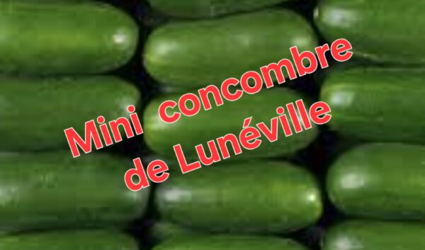 2 x petits Concombres de Lunéville