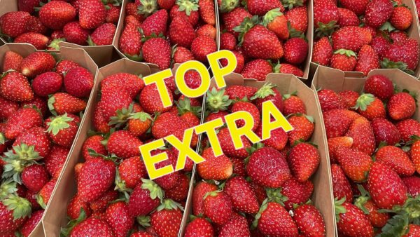 Fraises "Bio" Murano 🇲🇫 500gr