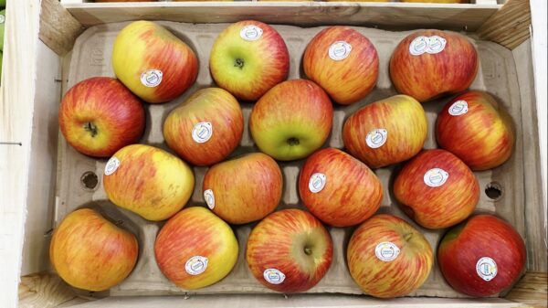 1 x pomme Reinette 🇲🇫