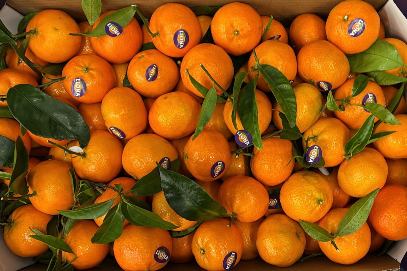 500gr Clémentines Sucrées et acidulées