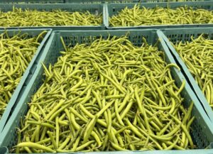 Haricots verts champignons Petits pois