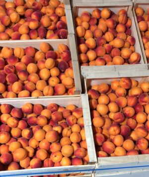 Cerise Nectarine Abricots