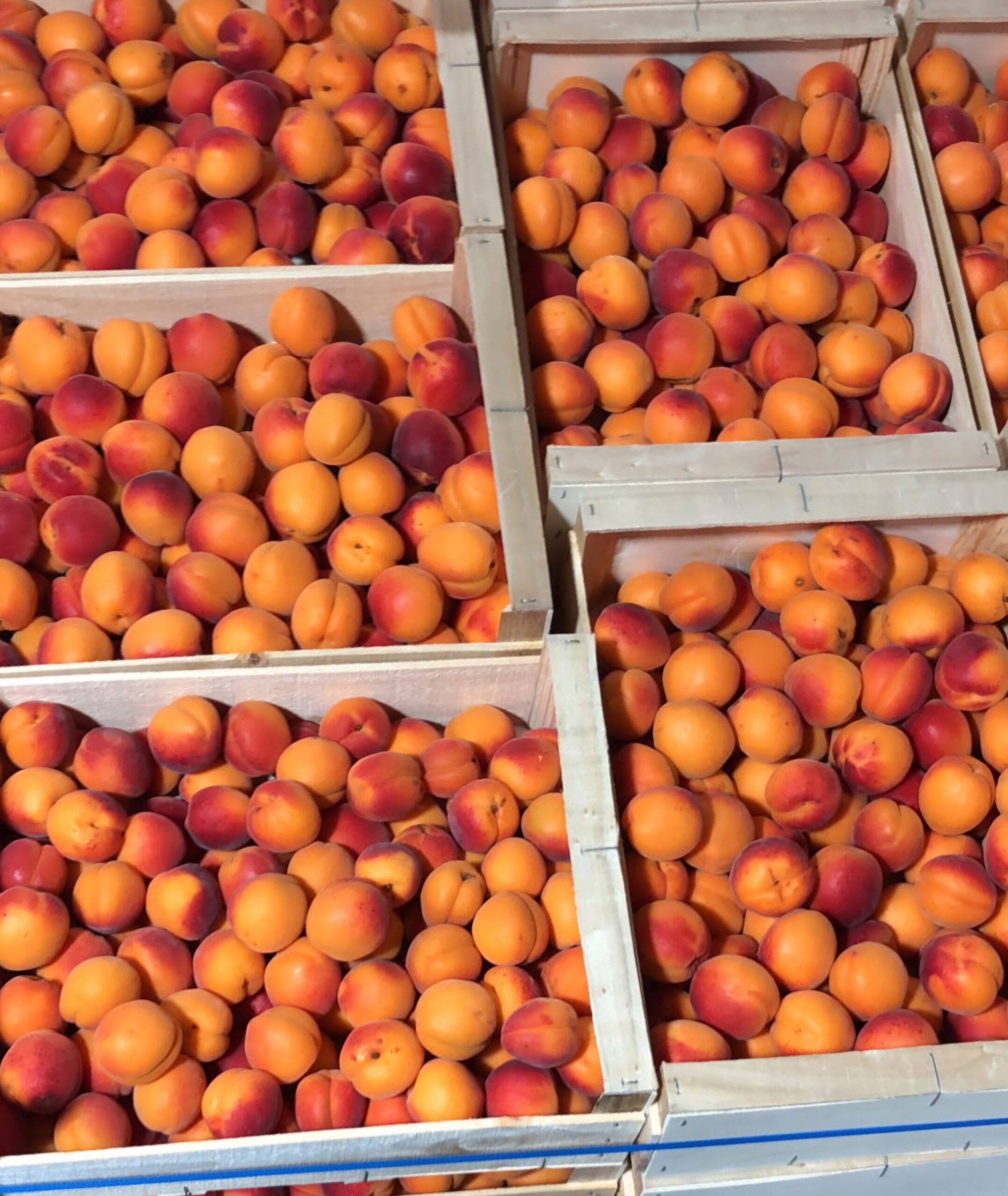 Cerise Nectarine Abricots